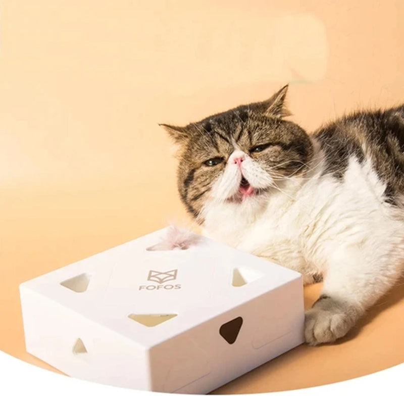 קופסת קסמים מצחיקה לחתולים