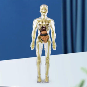 3D anatomical model of the skeleton