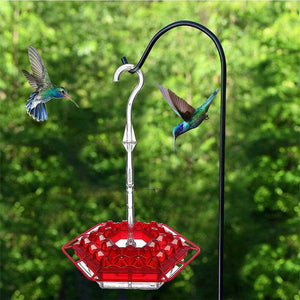 Feeds hummingbirds